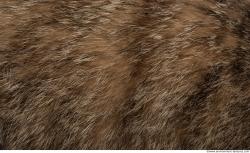 Photo Textures of Animal Skin